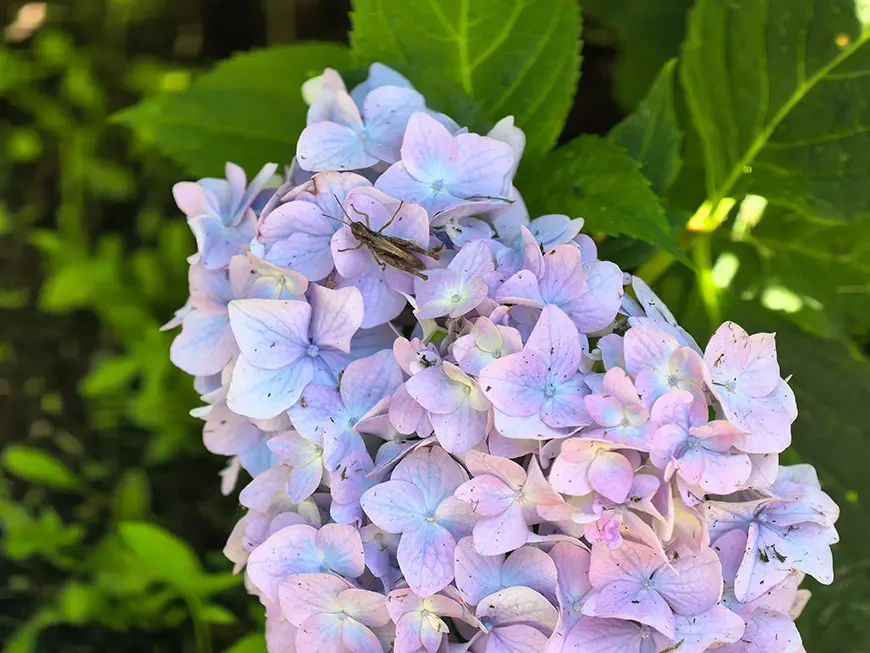 Примеры фотографий, сделанных камерой HUAWEI Pura
80 Ultra