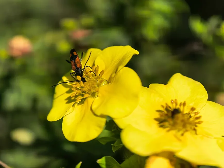 Примеры фотографий, сделанных камерой HUAWEI Pura
80 Ultra