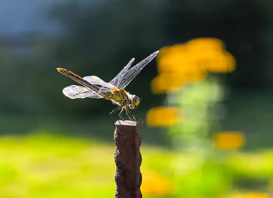 Примеры фотографий, сделанных камерой HUAWEI Pura
80 Ultra