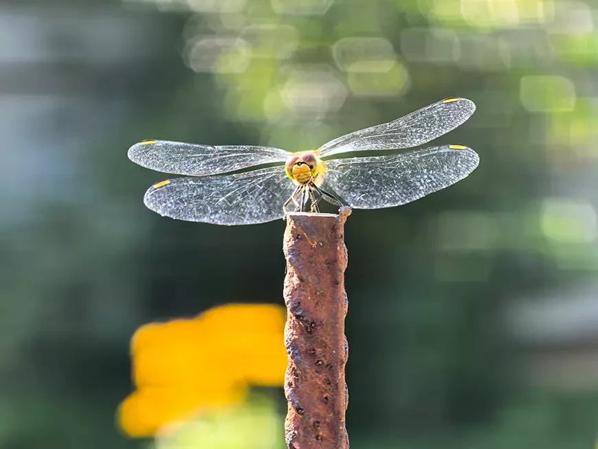 Примеры фотографий, сделанных камерой HUAWEI Pura
80 Ultra