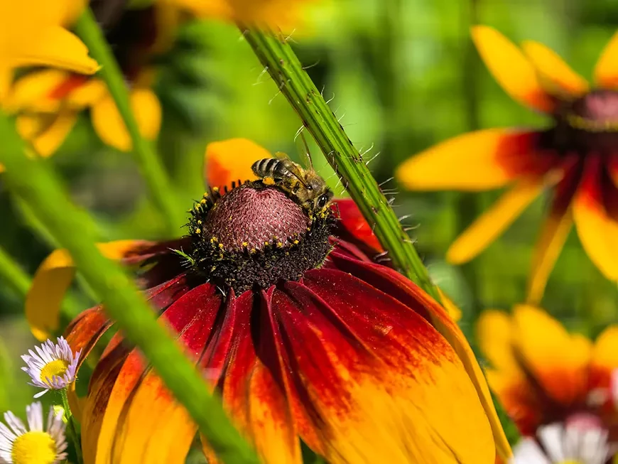 Примеры фотографий, сделанных камерой HUAWEI Pura
80 Ultra