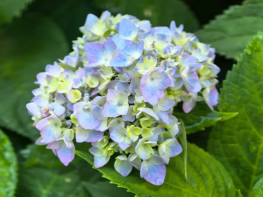 Примеры фотографий, сделанных камерой HUAWEI Pura
80 Ultra