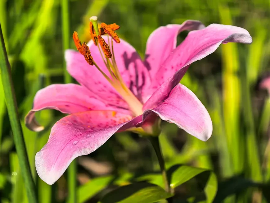 Примеры фотографий, сделанных камерой HUAWEI Pura
80 Ultra