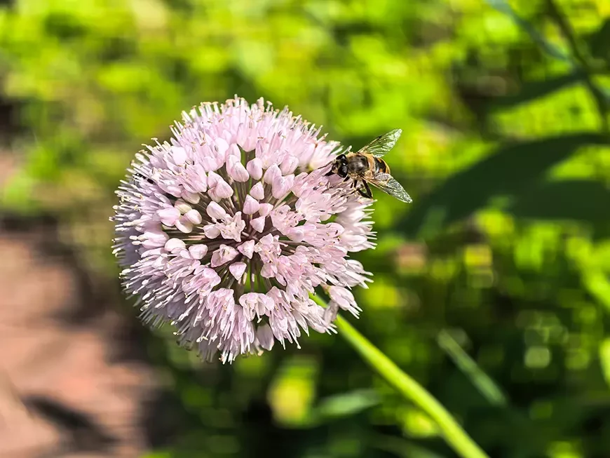 Примеры фотографий, сделанных камерой HUAWEI Pura
80 Ultra
