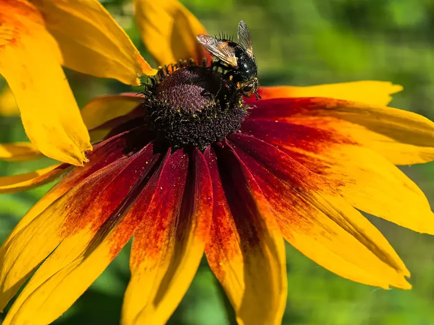 Примеры фотографий, сделанных камерой HUAWEI Pura
80 Ultra