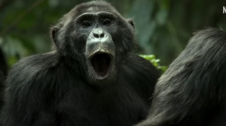 Империя шимпанзе