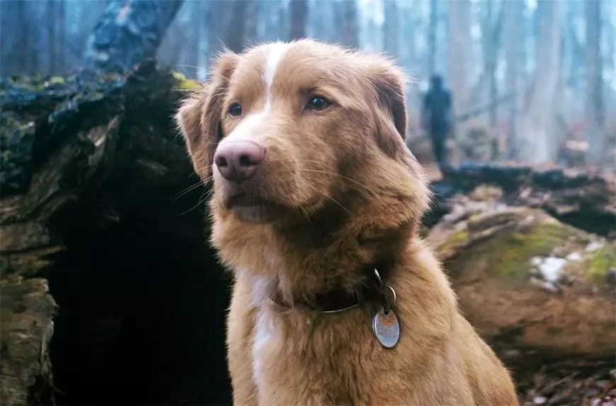 Глазами пса / Good Boy (2025)