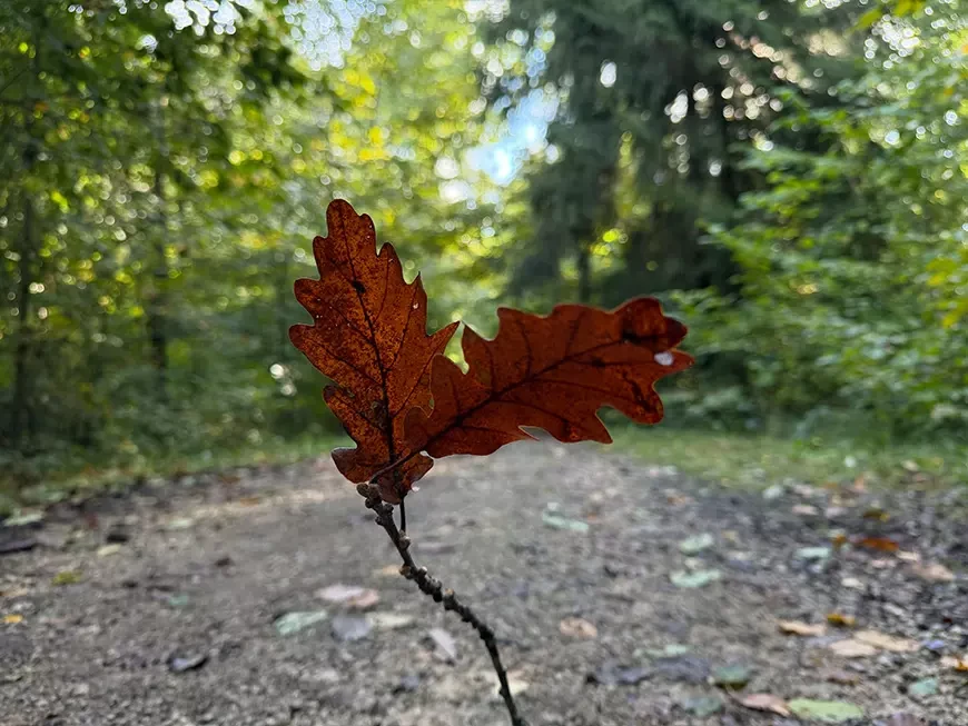 Примеры кадров, сделанных на камеру Apple iPhone 17 Pro Max