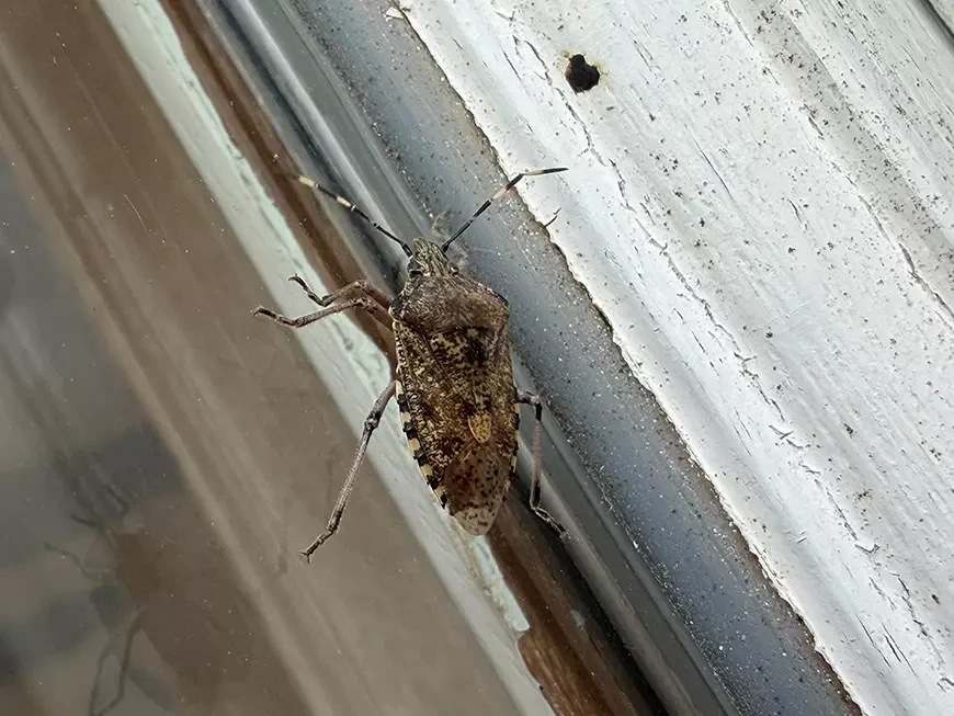 Примеры кадров, сделанных на камеру Apple iPhone 17 Pro Max