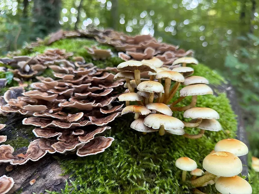 Примеры кадров, сделанных на камеру Apple iPhone 17 Pro Max