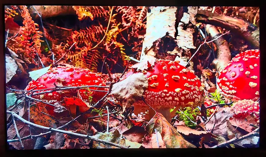 4K-телевизор Samsung NEO QLED QE65QN90F