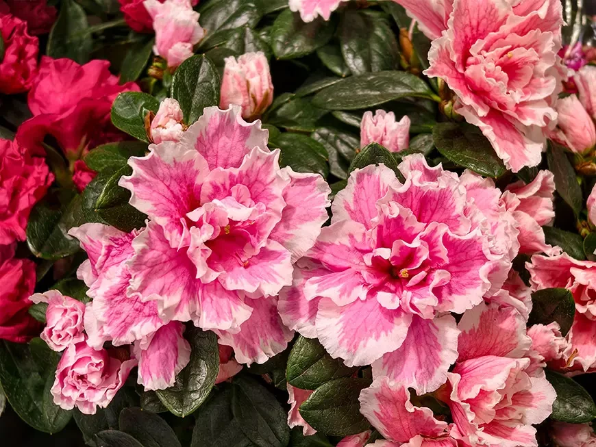 Примеры снимков, сделанных на камеру vivo X300 в режиме 200 Мп и Макросъемки