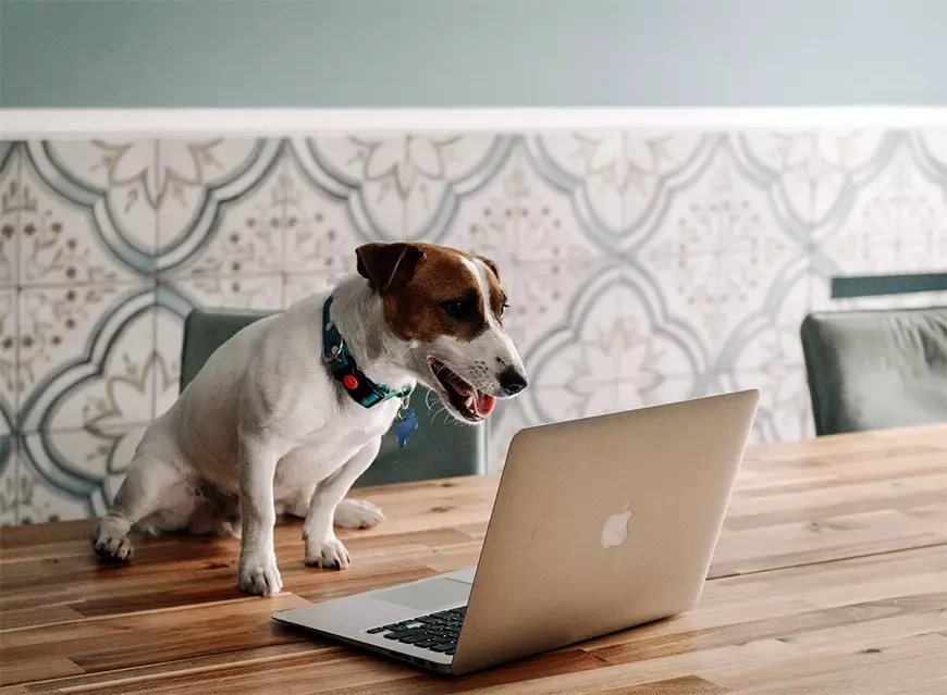 Жека Рассел (2026)