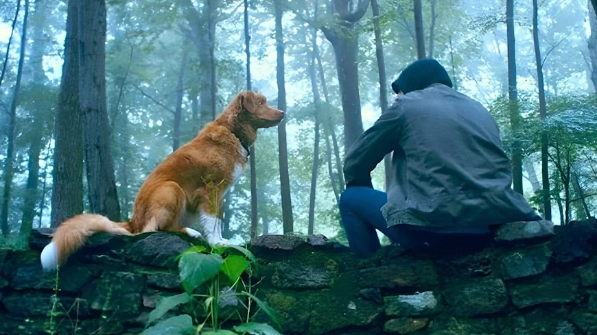 50 лучших хорроров и мрачных триллеров 2025 года