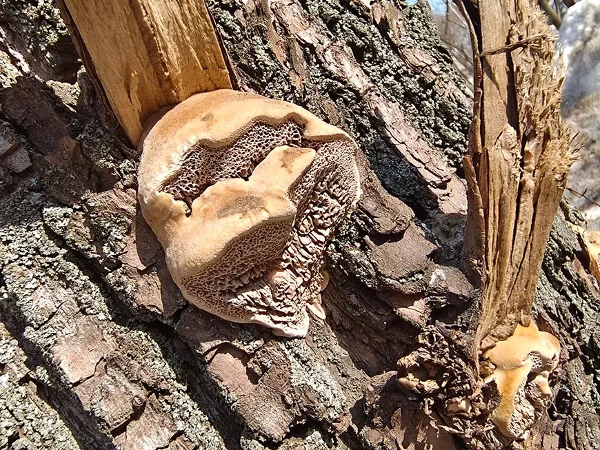 Примеры
фотографий, сделанных камерой Infinix NOTE 60