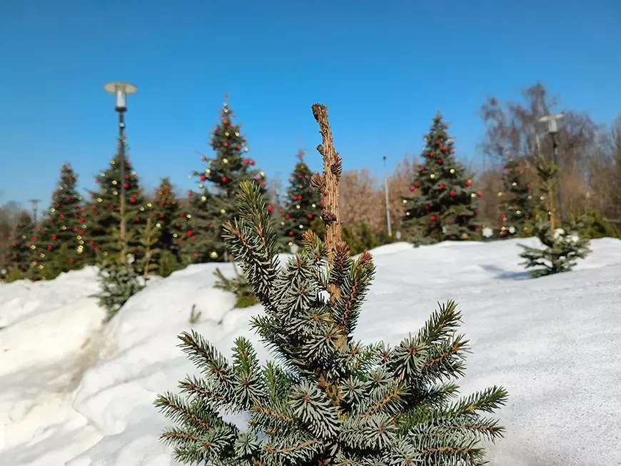 Примеры
фотографий, сделанных камерой Infinix NOTE 60