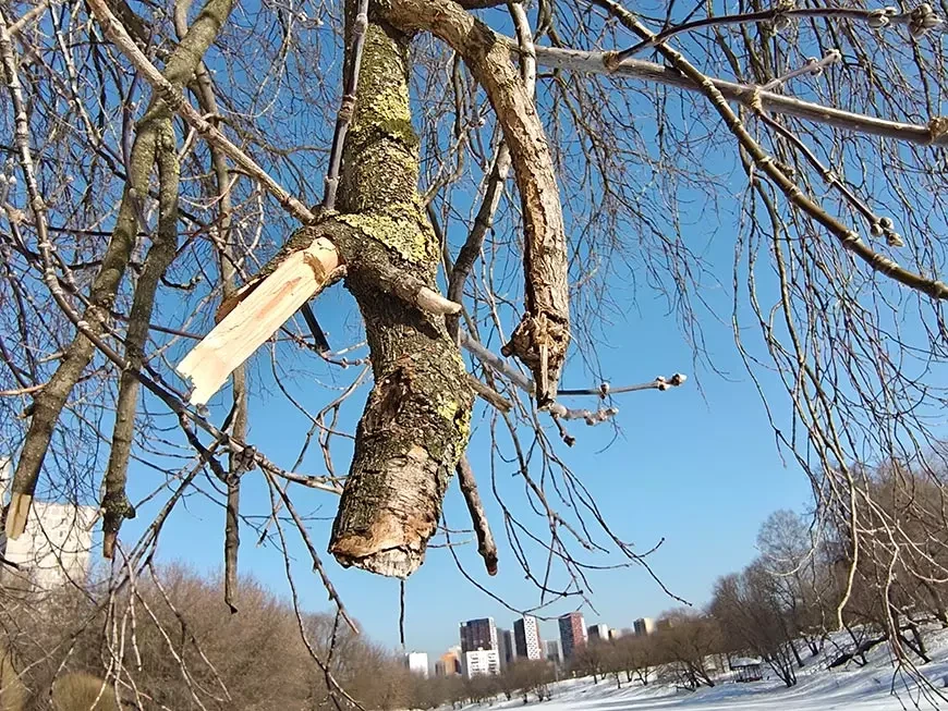 Примеры
фотографий, сделанных камерой Infinix NOTE 60