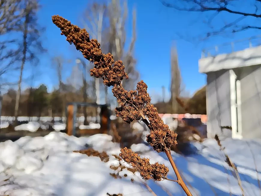 Примеры
фотографий, сделанных камерой смартфона iQOO 15R