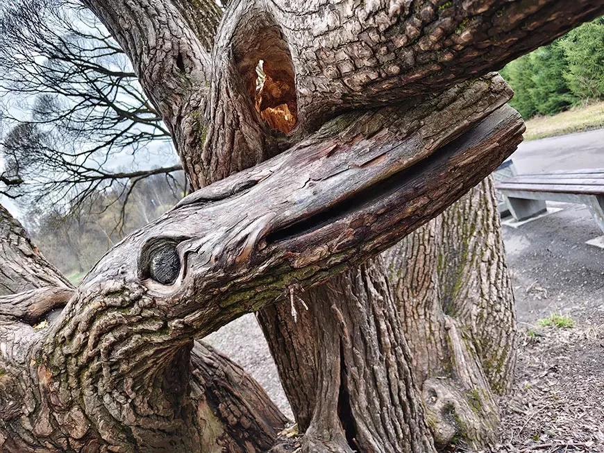 Примеры фотографий, сделанных камерой смартфона vivo V70