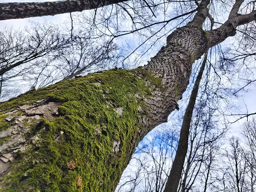 Примеры фотографий, сделанных камерой смартфона vivo V70