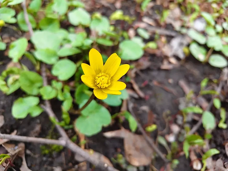 Примеры фотографий, сделанных камерой смартфона vivo V70