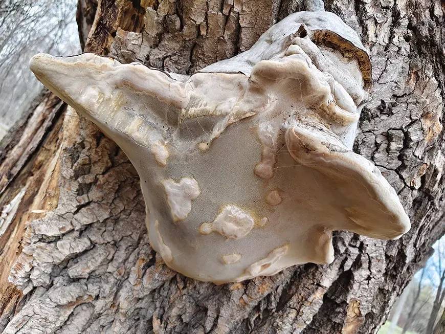 Примеры фотографий, сделанных камерой смартфона vivo V70