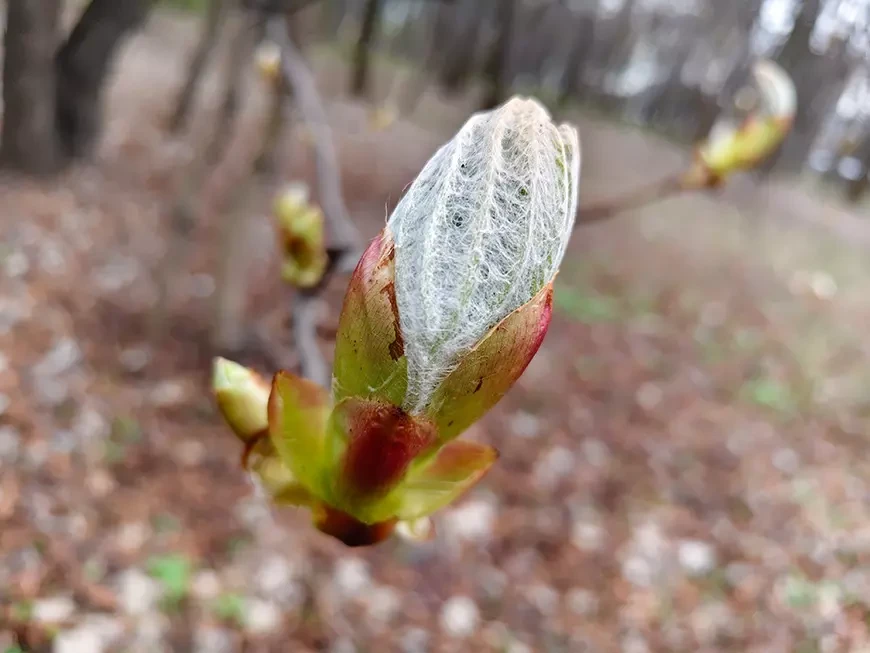 Примеры фотографий, сделанных камерой смартфона vivo V70