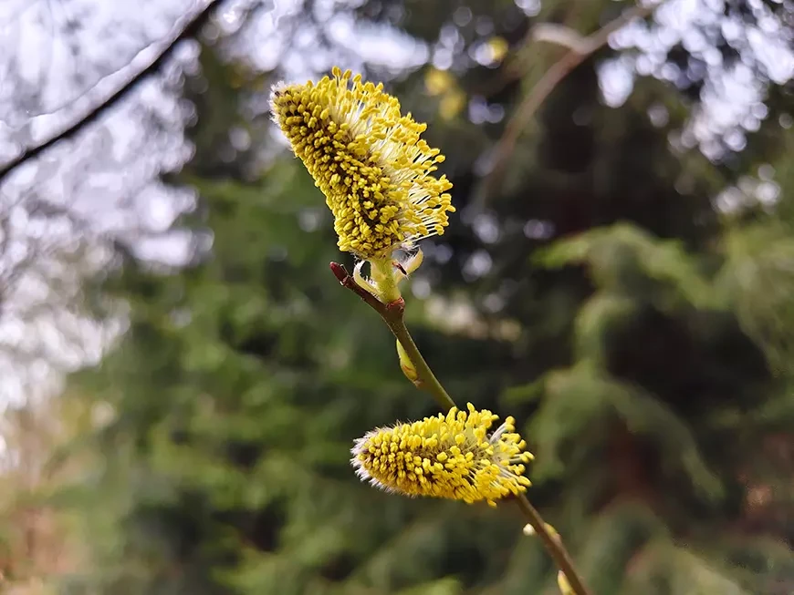 Примеры фотографий, сделанных камерой смартфона vivo V70