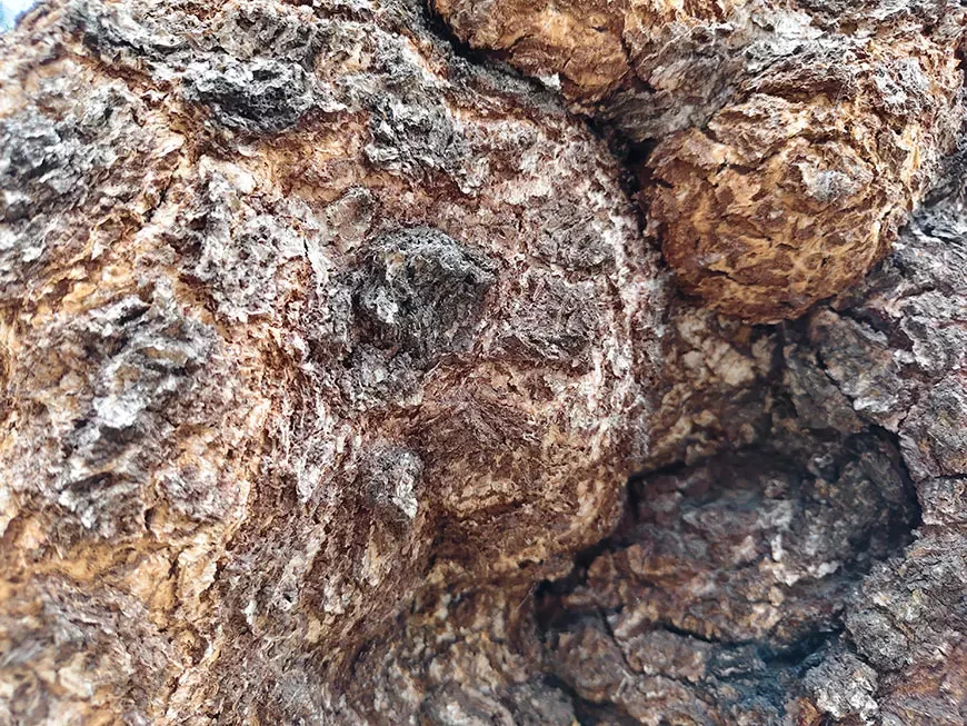 Примеры фотографий, сделанных камерой смартфона vivo V70