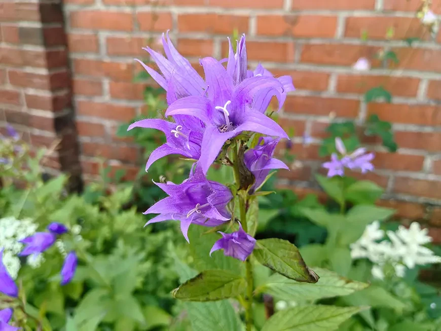 Примеры
фотографий, сделанных камерой HUAWEI NOVA 15 Max