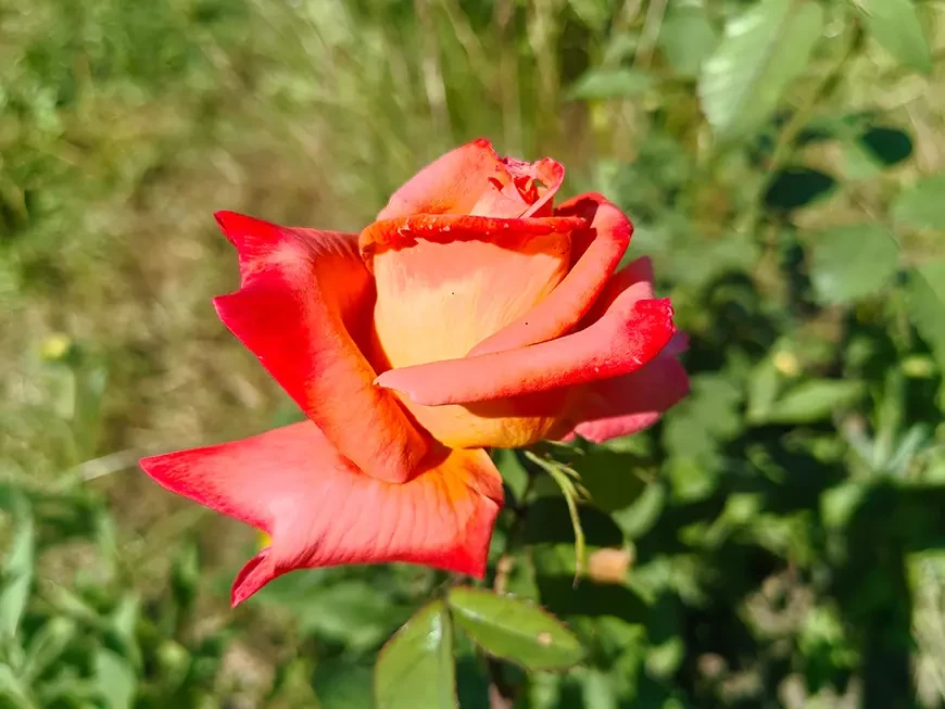 Примеры
фотографий, сделанных камерой HUAWEI NOVA 15 Max