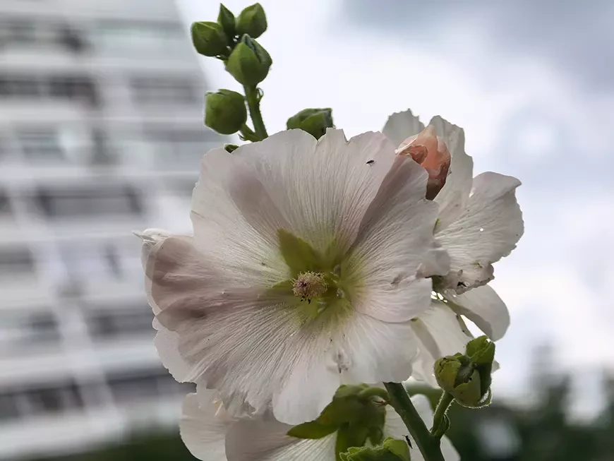 Смартфон HUAWEI Pura 90s Pro Max