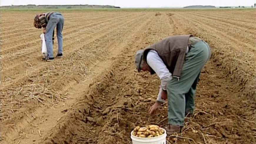 19. Собиратели и собирательница / Les glaneurs et la glaneuse (The Gleaners & I)(2000)