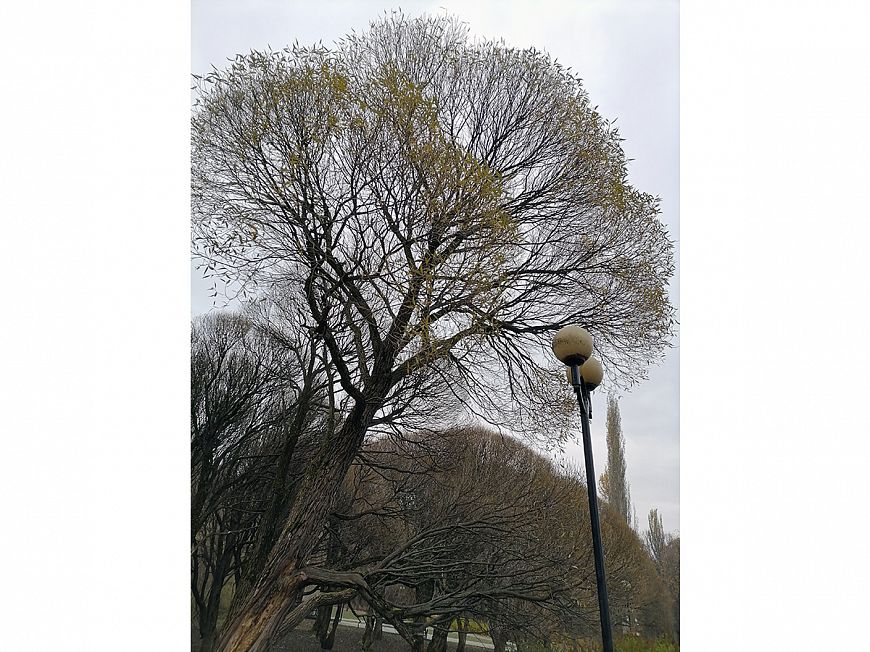 Смартфон HONOR 10X Lite