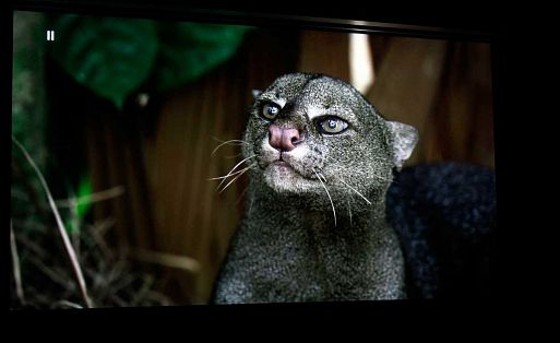 Лазерный 4K-проектор для домашнего кинотеатра Sony VPL-VW870ES