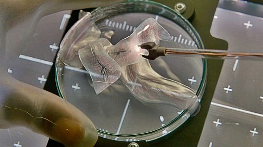 «Живое» / Life (2017)