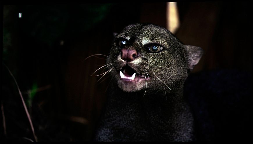 Лазерный 8K-проектор для домашнего кинотеатра JVC DLA-NZ7