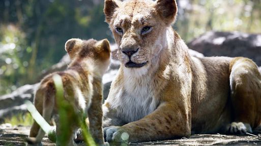 Король Лев / The Lion King (2019)