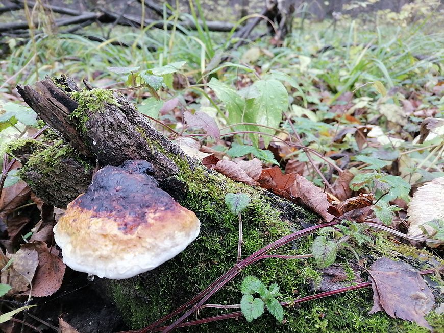 Смартфон HONOR 10X Lite