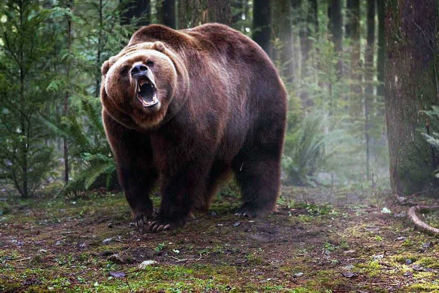 Подлинные истории противостояний охотников и жертв