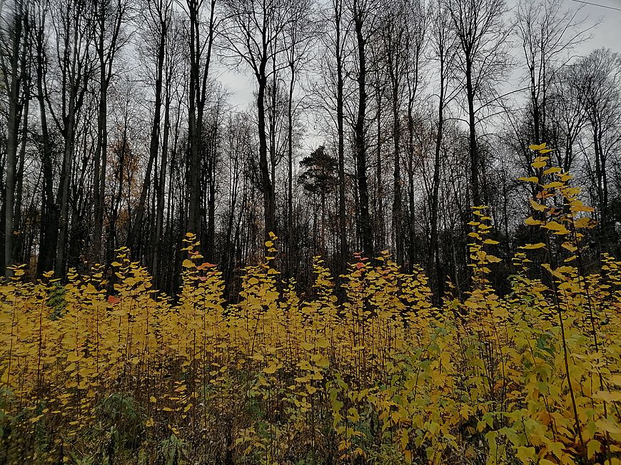 Смартфон HONOR 10X Lite