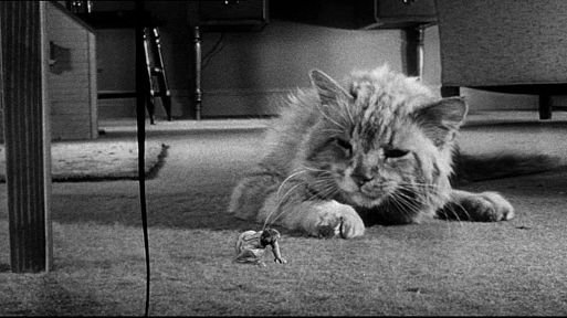 «Невероятно худеющий человек» / The Incredible Shrinking Man (1957)